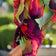 Fuchsia Tie Dye Delight Long Sleeve Wrap Midi Dress